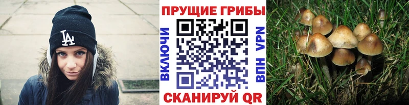 купить наркотики цена  Старый Крым  гидра онион  Псилоцибиновые грибы GOLDEN TEACHER 